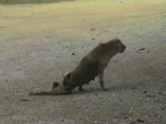 Poor defenseless puppy