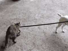 Cat taking the dog home