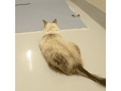 Kitty gets a running start