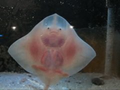 Dancing baby stingray