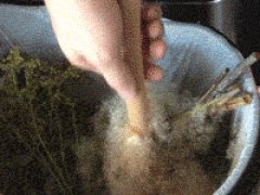 Exploding Cattail