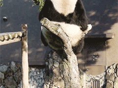 Panda fail