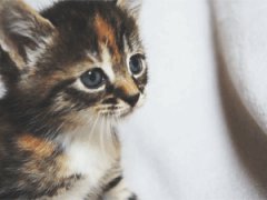 Meow