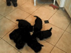 The scottie pinwheel