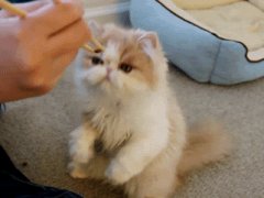 Cat loves Japanese food