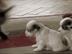 Baby goat vs puppies