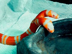 Double headed Alibino Milk Snake
