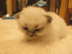 Tired kitten