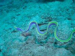 Blue Ribbon Eel
