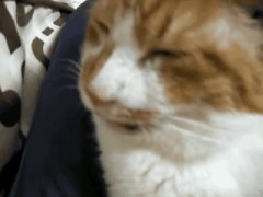 Nose lantern of the cat