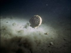 Scallop swimming