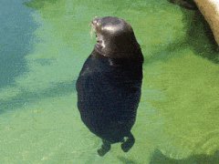 Zen