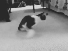 Irrepressible cat