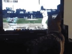 Dog attacks TV for baseball