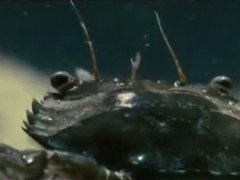 Coward mantis shrimp