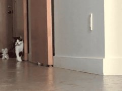 Walking the Kitten