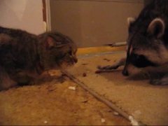 Raccoon steals the food
