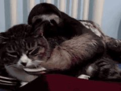 Sloth loves cuddling with a cat