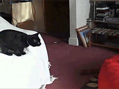 Cat fun