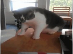 Cat funny jump