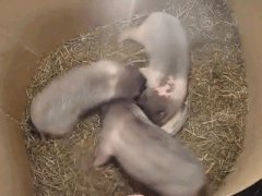 Funny piglets