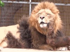 Dachshund licks lion’s face