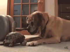 Turtle bites dog