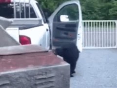 Bear opens truck door