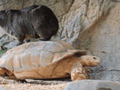 Hyrax rides tortoise