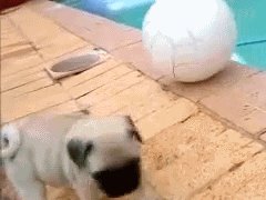 Puppy falls in hole