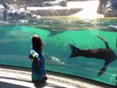 Sea lion worried about little girl