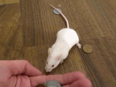 Smart mouse buys herself a treat