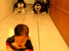 Dogs imitate crawling baby