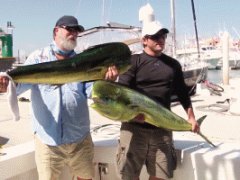 Sea Lion stealing big fish