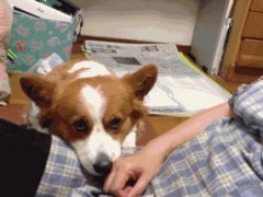 Corgi wants more petting