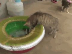 Cat vs octopus