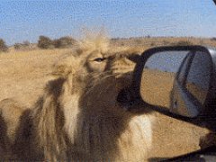 I'm Lion i'm helping