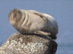 Hiccuping seal