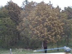 Tree full of pollen