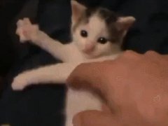 Kitten plays the air harp