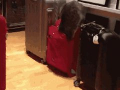 Cat in a bag