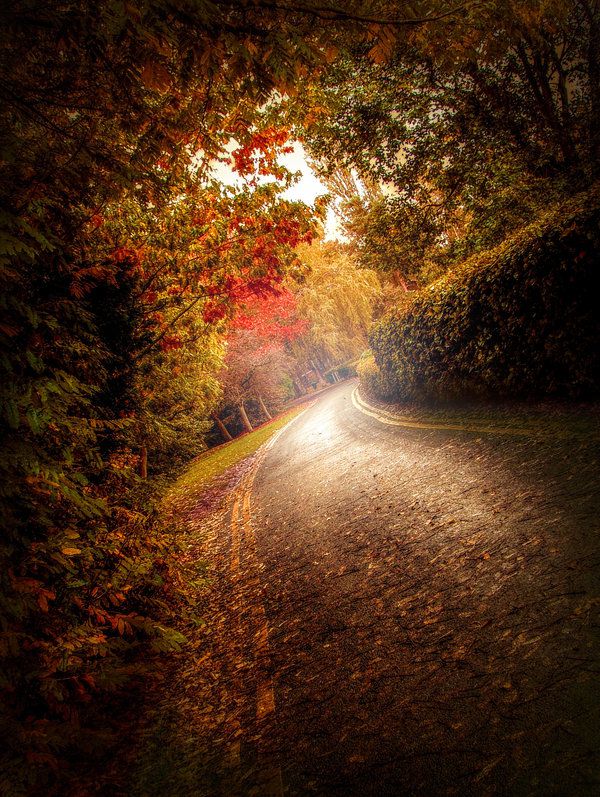 Autumn Road