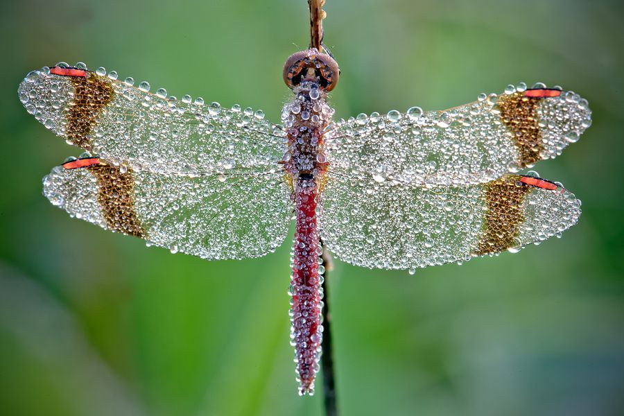 The jewels