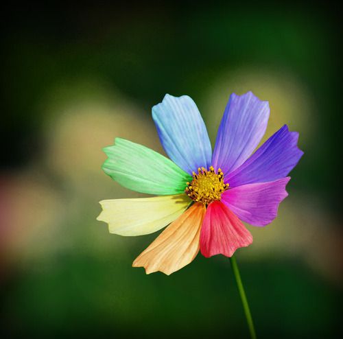 Rainbow flower