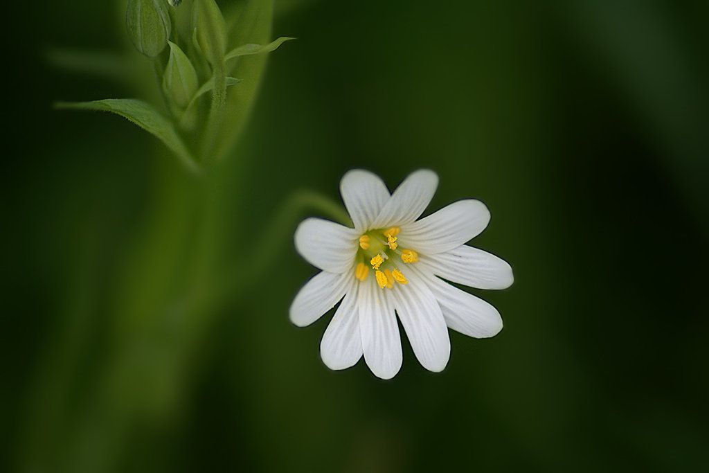 Fragile Flower
