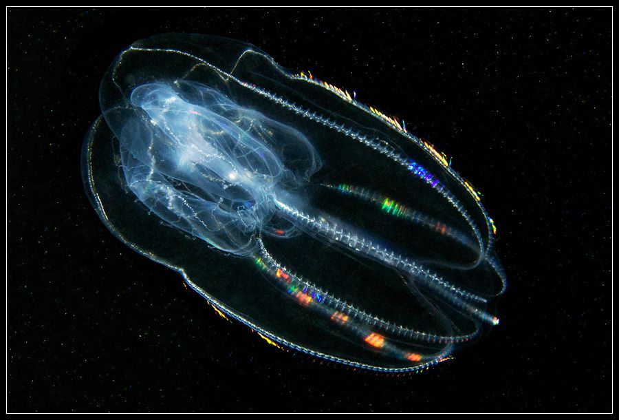 Comb jelly