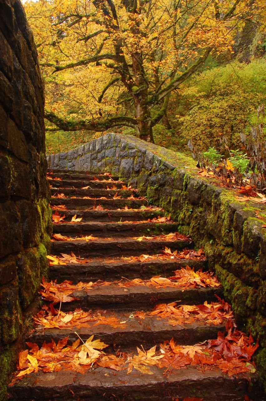 Horsetail stairs Columbia River Gorge Oneonta Oregon