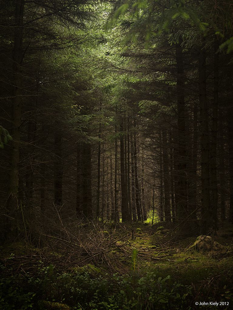 Cwn Mynach