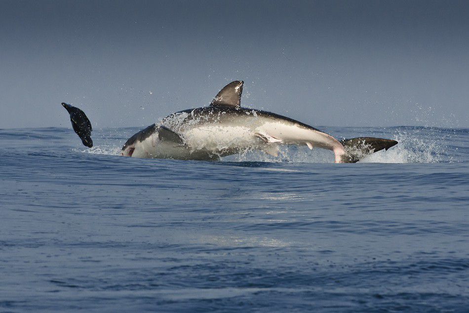 Flying Shark
