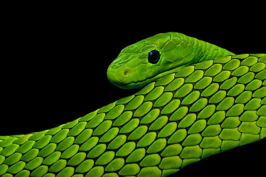 Green  Mamba